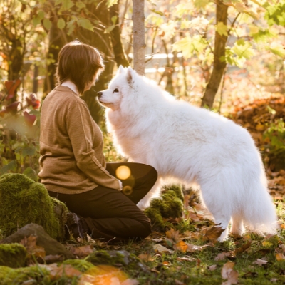 Verstehen Meinen Hund verstehen